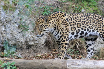 Jaguar in einem Zoo