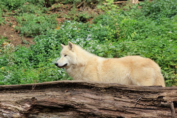 Polarwolf im Tierpark (Zoo)