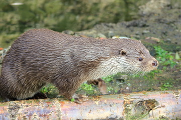 Eurasischer Fischotter (Lutra lutra)
