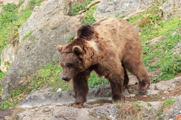 Braunbär auf Futtersuche