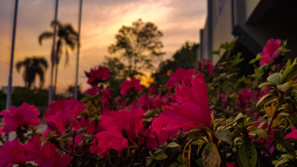 Fototapeta na wymiar sunset flowers