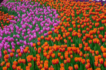 field of colorful tulips