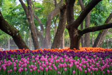 flowers in the park