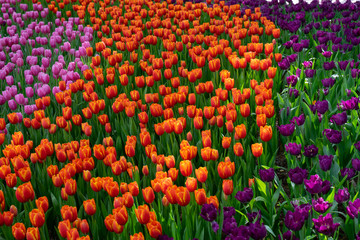 field of colorful tulips