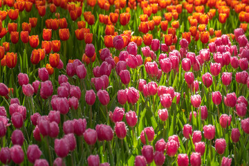 field of colorful tulips
