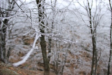 snow in the wood