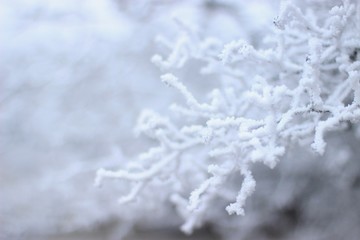 Fototapeta premium snow 