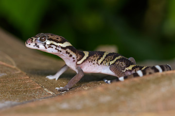 Central american banded gecko on a dead leaf in the Carara National Park in Costa Rica