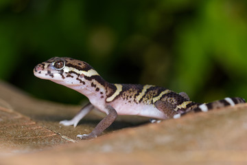 Central american banded gecko on a dead leaf in the Carara National Park in Costa Rica