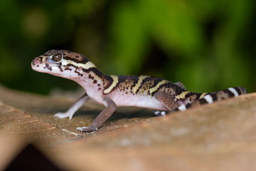 Central american banded gecko on a dead leaf in the Carara National Park in Costa Rica