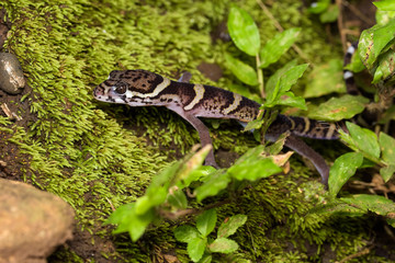 Central american banded gecko on moss in the Carara National Park in Costa Rica