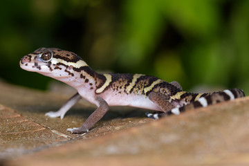 Central american banded gecko on a dead leaf in the Carara National Park in Costa Rica