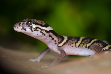 Central american banded gecko on a dead leaf in the Carara National Park in Costa Rica