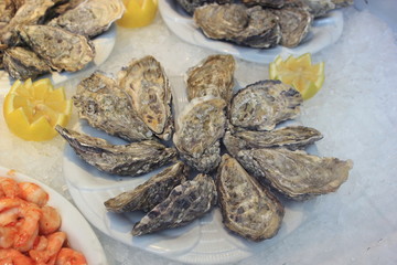 Frische Austern auf einem Teller