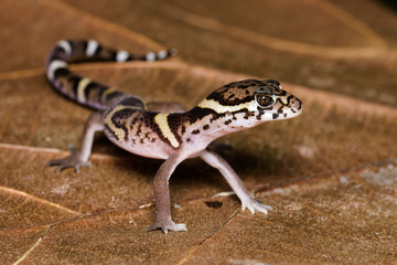 Central american banded gecko on a dead leaf in the Carara National Park in Costa Rica