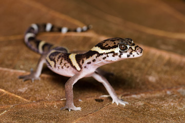 Central american banded gecko on a dead leaf in the Carara National Park in Costa Rica