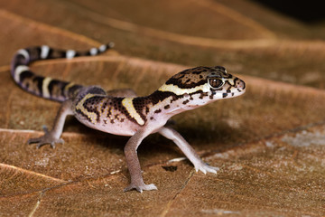Naklejka premium Central american banded gecko on a dead leaf in the Carara National Park in Costa Rica