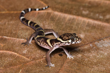 Central american banded gecko on a dead leaf in the Carara National Park in Costa Rica