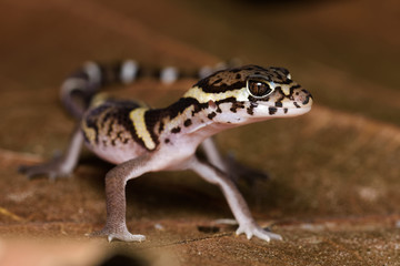 Central american banded gecko on a dead leaf in the Carara National Park in Costa Rica