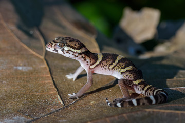 Central american banded gecko on a dead leaf in the Carara National Park in Costa Rica