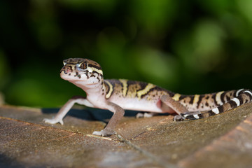 Central american banded gecko on a dead leaf in the Carara National Park in Costa Rica