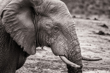 Black and white portrait of African elephant in National park in South Africa