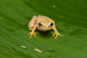 Yellow tree frog on a plant in the Carara National Park in Costa Rica