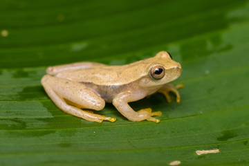 Yellow tree frog on a plant in the Carara National Park in Costa Rica