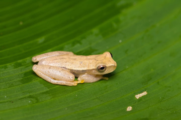 Yellow tree frog on a plant in the Carara National Park in Costa Rica