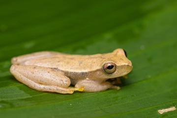 Yellow tree frog on a plant in the Carara National Park in Costa Rica