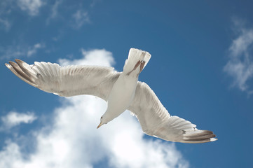 White Bird Flying in Blue Sky seen from underneath