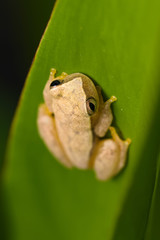 Obraz premium Yellow tree frog on a plant in the Carara National Park in Costa Rica