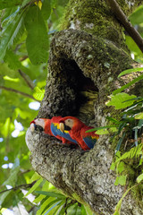 A pair of wild scarlet macaws in their nest in an old cashew tree in the Carara National Park in Costa Rica