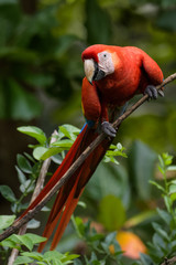 Wild scarlet macaw in a tree in the Carara National Park in Costa Rica