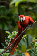 Wild scarlet macaw in a tree in the Carara National Park in Costa Rica