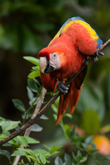 Wild scarlet macaw in a tree in the Carara National Park in Costa Rica