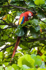 Wild scarlet macaw eating almonds in an almond tree in the Carara National Park in Costa Rica