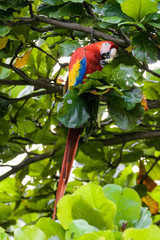 Wild scarlet macaw eating almonds in an almond tree in the Carara National Park in Costa Rica