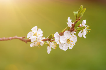 Cherry flowers frame