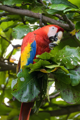 Wild scarlet macaw eating almonds in an almond tree in the Carara National Park in Costa Rica
