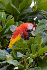 Wild scarlet macaw eating almonds in an almond tree in the Carara National Park in Costa Rica