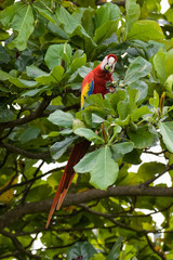 Wild scarlet macaw eating almonds in an almond tree in the Carara National Park in Costa Rica