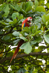 Wild scarlet macaw eating almonds in an almond tree in the Carara National Park in Costa Rica