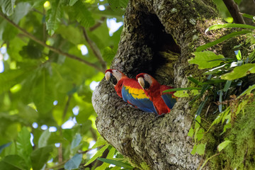 A pair of wild scarlet macaws in their nest in an old cashew tree in the Carara National Park in...