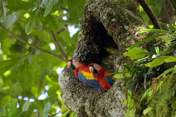 A pair of wild scarlet macaws in their nest in an old cashew tree in the Carara National Park in Costa Rica