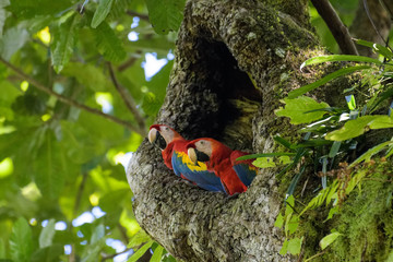 A pair of wild scarlet macaws in their nest in an old cashew tree in the Carara National Park in Costa Rica
