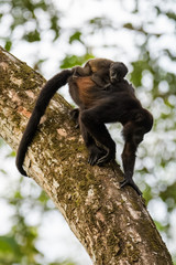 Wild mantled howler monkey in the rainforest of Carara National Park in Costa Rica