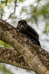Wild mantled howler monkey in the rainforest of Carara National Park in Costa Rica