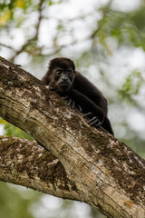 Wild mantled howler monkey in the rainforest of Carara National Park in Costa Rica