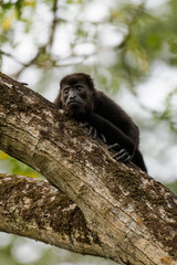 Wild mantled howler monkey in the rainforest of Carara National Park in Costa Rica